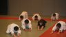 DSC06341.jpg